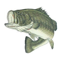 Medicated Bass™
