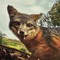 foxy