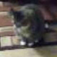 longed love for ever