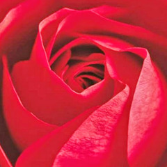 Betty Rose