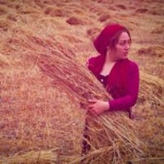 Narges Mohammadi