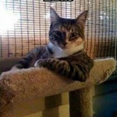 Dominykas Besarabovas