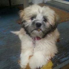 Tammy Walker Robinson