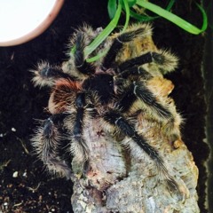 Sir Tarantula