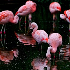 big.pink