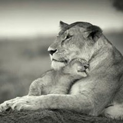 Daniel Donizetti Lourival