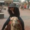 Dina Fathy