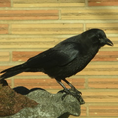crow's nest radio