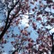 treebird