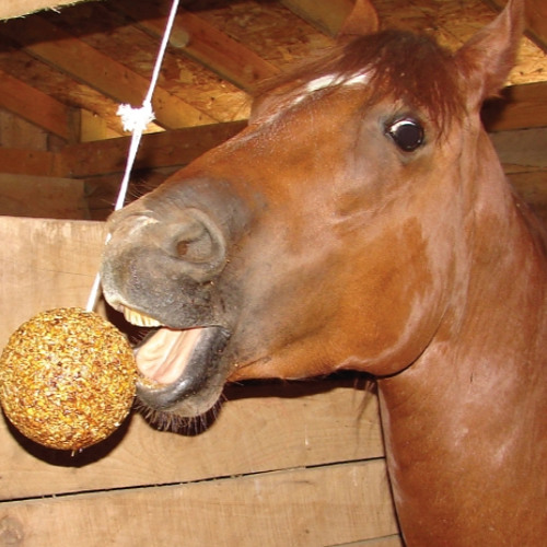 000 EGEBAMYASI - Sponge.Elysium Remix