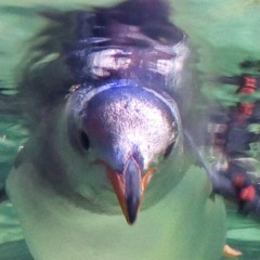 Ozziebird