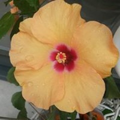 Marie-agnès Vincent