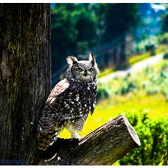 OwlTree