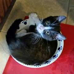 Kelly McQueen Smircic