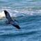 Surfing Pelican