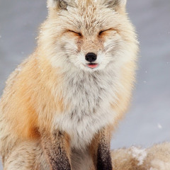 Ailurus fulgens