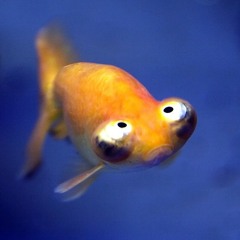 Tune-A-Fish