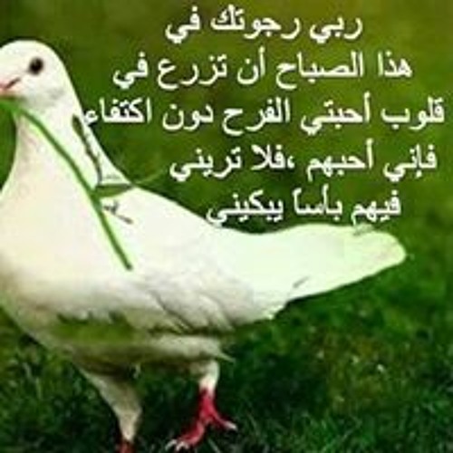 Islam  Almasry’s avatar
