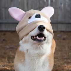 Corgi pls