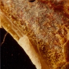 hamsterbonecabinetry