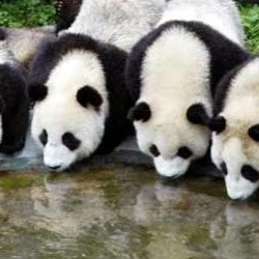Stream Senpai Pandumm music | Listen to songs, albums