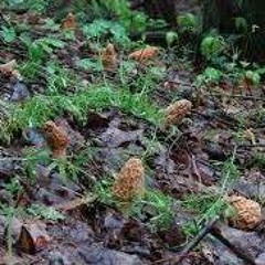 Sharon Kulhavi Pittiglio