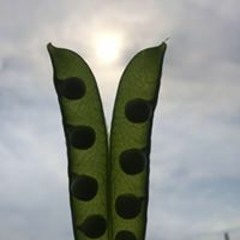 Nguyễn Việt Sơn