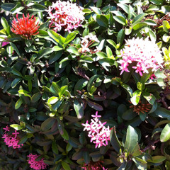Shay_flowers