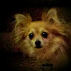 Chris Lemmon Constant