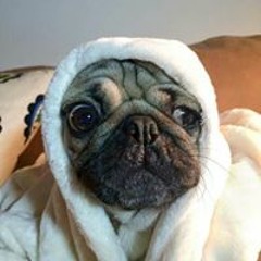 Toto Verschrikkelijke