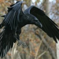 evil raven7
