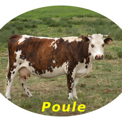 Pouule