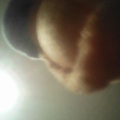 blob