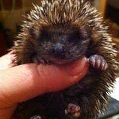 Caroline Elizabeth Howe