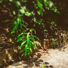 Crusthardt MacMüsel