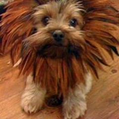 Calvin Kwan Keung Ho