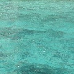 Maarten Van Opdenbosch