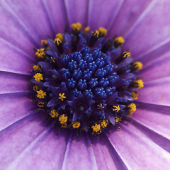 Erica Flower
