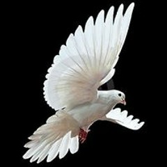 Raul Kinari De la Rosa