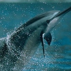 DolphinSpinner