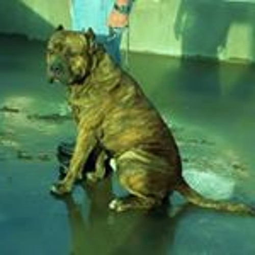 Stream Azores Bandog Bandog music | Listen to songs, albums, playlists ...