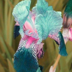 Forever_Teal