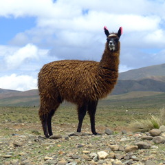 Llamabeef