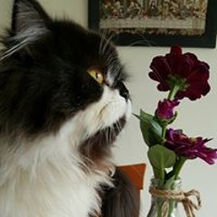 Gladys Margarita Garnica