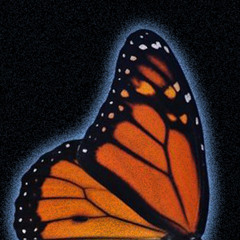 Intellectual Monarchs