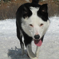 Sundog Blues Project