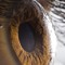 eye_doc