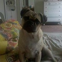 Bella Pug Pulido
