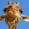 Samuel Grenier