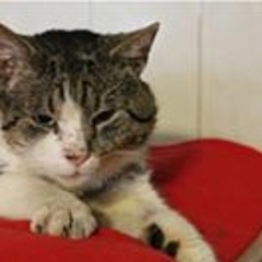 Wallace Wong Bak Hou